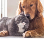 Corso Pop: Come cane e gatto